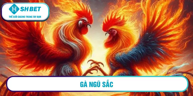 Gà ngũ sắc chân trắng có thể lực tốt